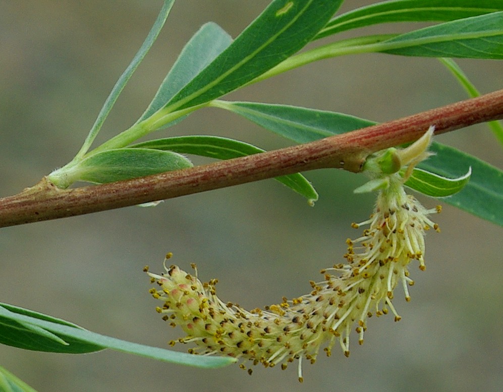 Image of Salix pycnostachya specimen.