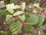 Viburnum cinnamomifolium. Верхушки побегов с подмёрзшей листвой. Черноморское побережье Кавказа, г. Новороссийск, в культуре. 2 января 2012 г.