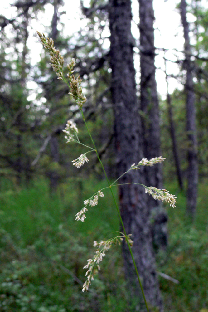 Изображение особи Deschampsia cespitosa.