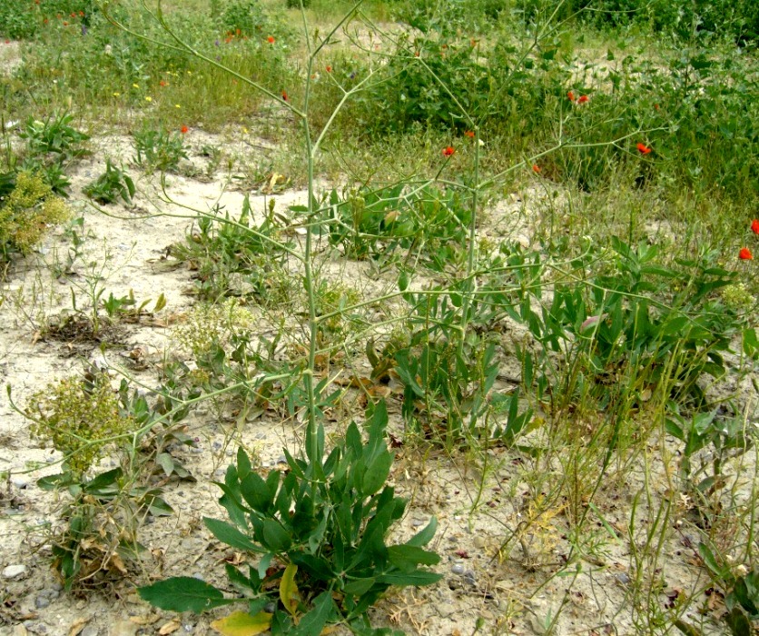 Image of familia Apiaceae specimen.