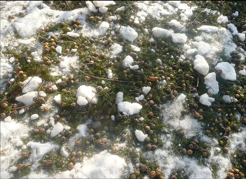 Image of Cupressus sempervirens specimen.