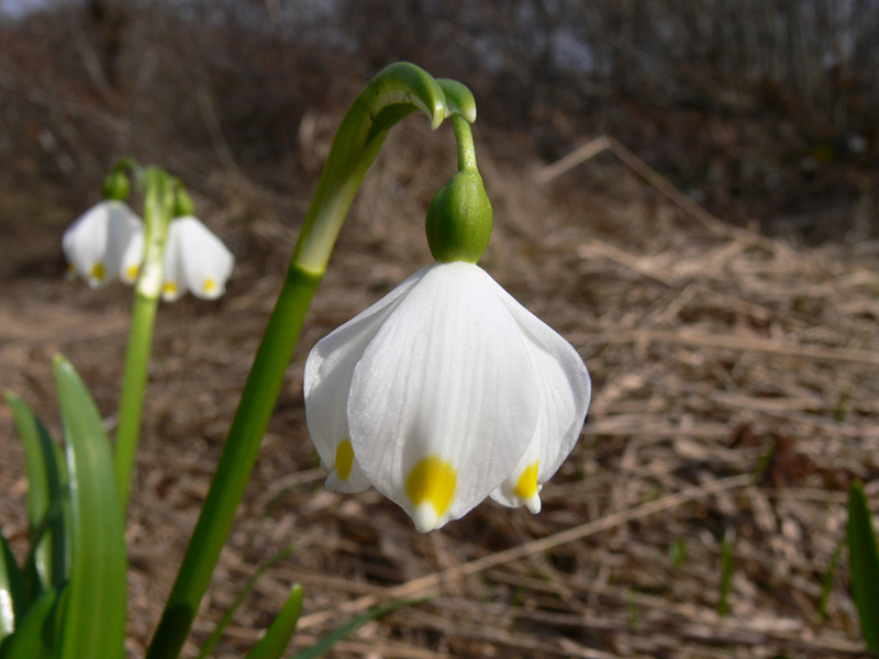 Image of Leucojum vernum var. carpathicum specimen.