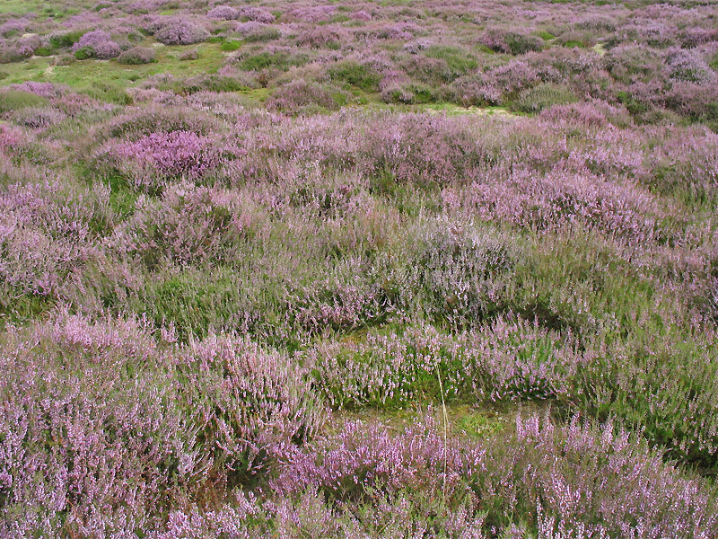 Изображение особи Calluna vulgaris.