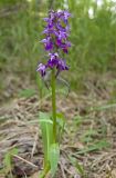 Dactylorhiza aristata. Верхушка цветущего растения. Сахалин, Тымовский р-н, окр. с. Ясное, смешанный лес. 30.06.2011.