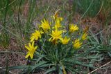Scorzonera austriaca