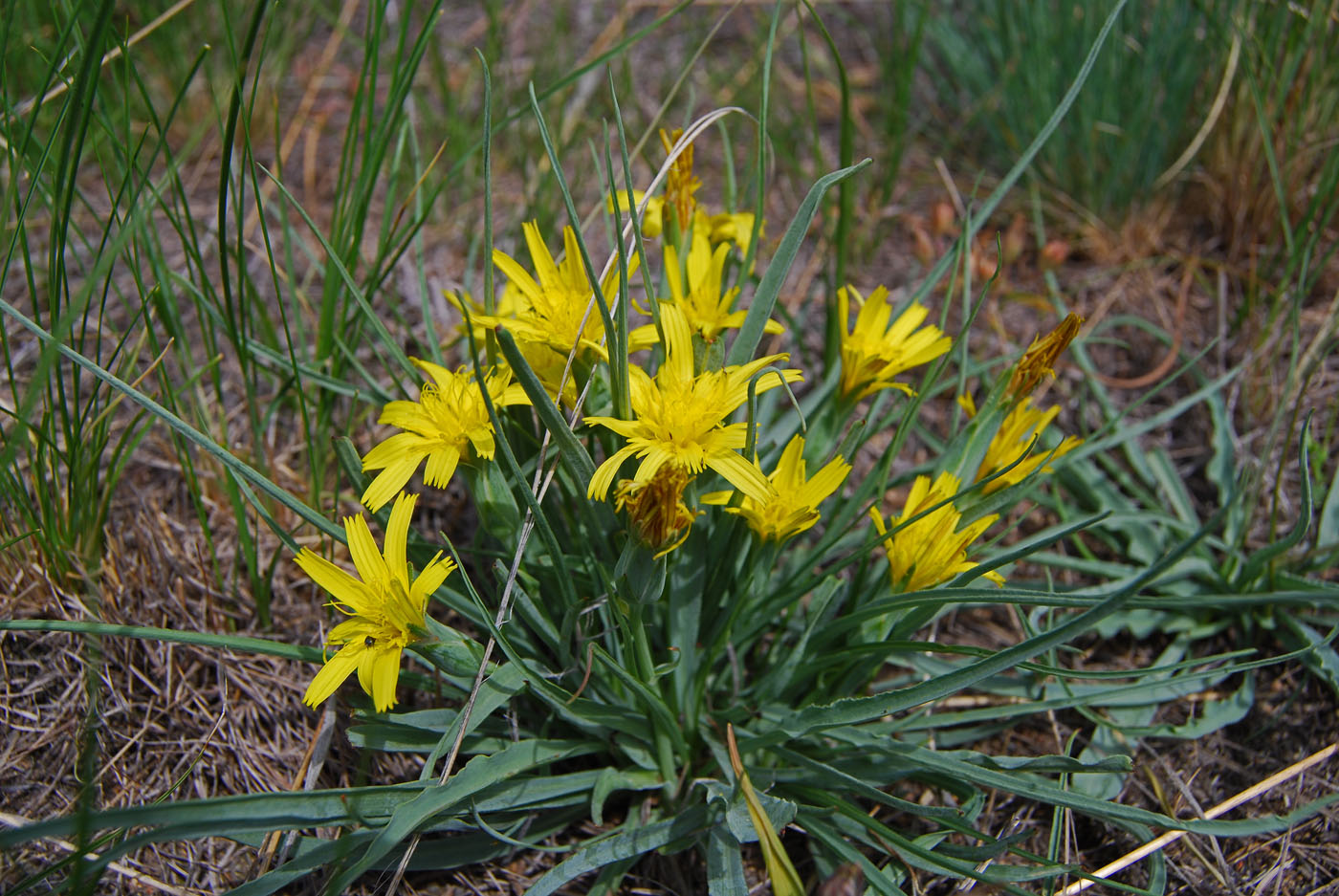 Изображение особи Scorzonera austriaca.