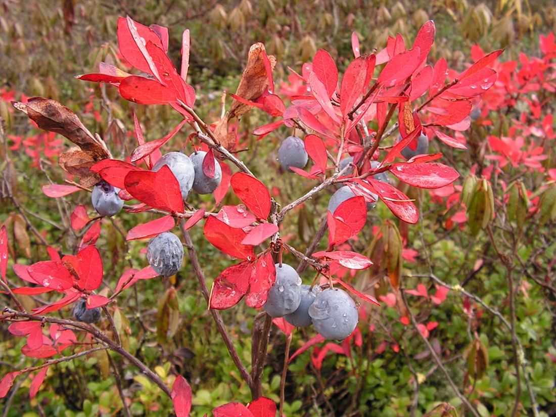 Image of Vaccinium uliginosum specimen.