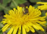 род Taraxacum. Соцветие с кормящейся пчелой. Татарстан, г. Бавлы, огород. 05.05.2012.