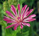 Zinnia elegans. Соцветие. Московская обл., дачный участок. 28.07.2001.