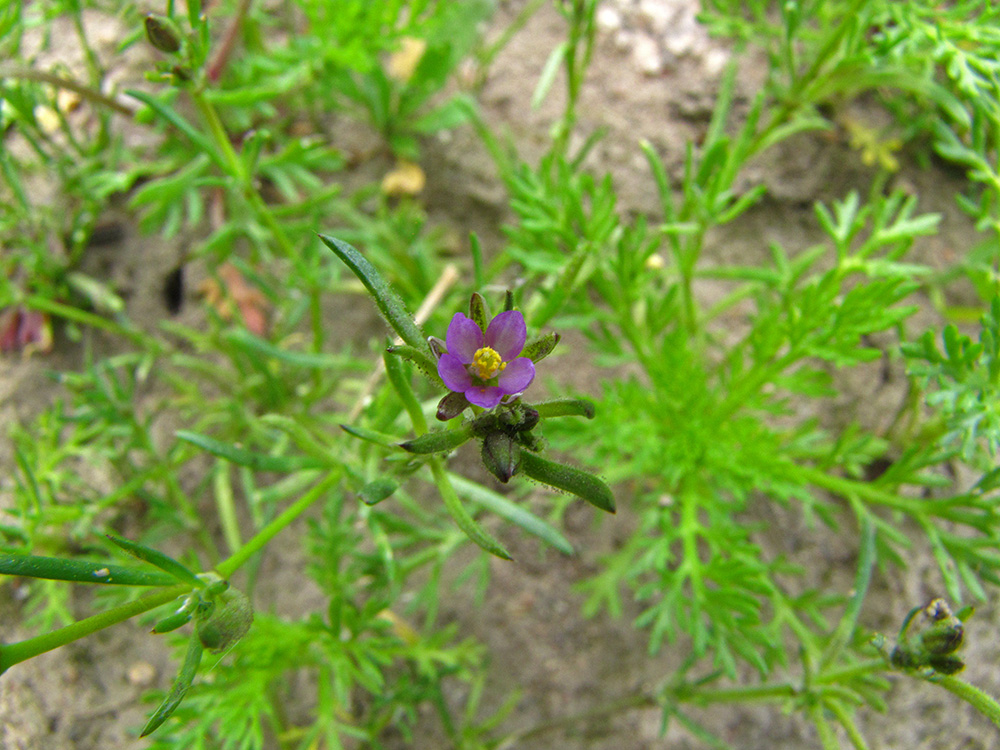 Изображение особи Spergularia rubra.