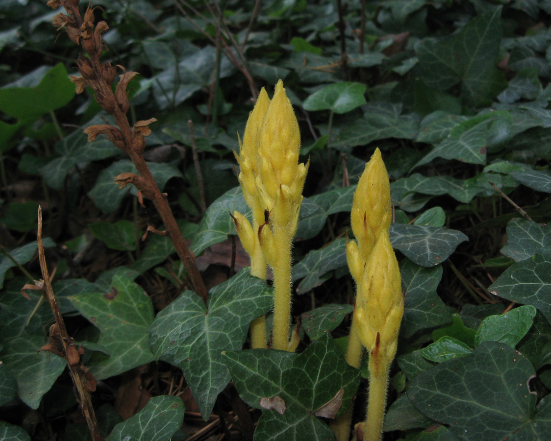 Image of Orobanche hederae specimen.