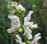 Stachys krynkensis