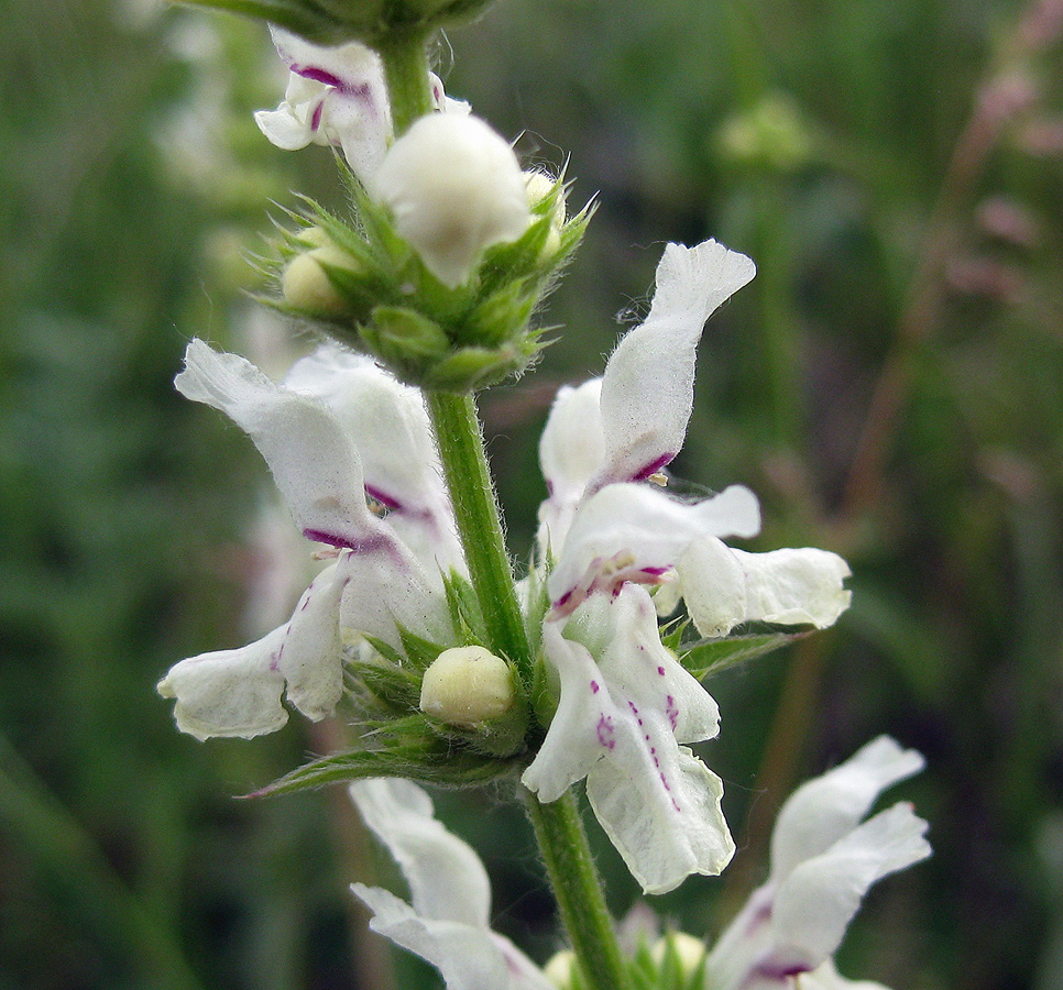 Image of Stachys krynkensis specimen.