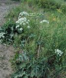 Heracleum dissectum. Цветущее растение. Казахстан, Восточно-Казахстанская область; Западный Алтай, скл. Ульбинского хребта, окр. с. Ушановское. 06.06.2012.