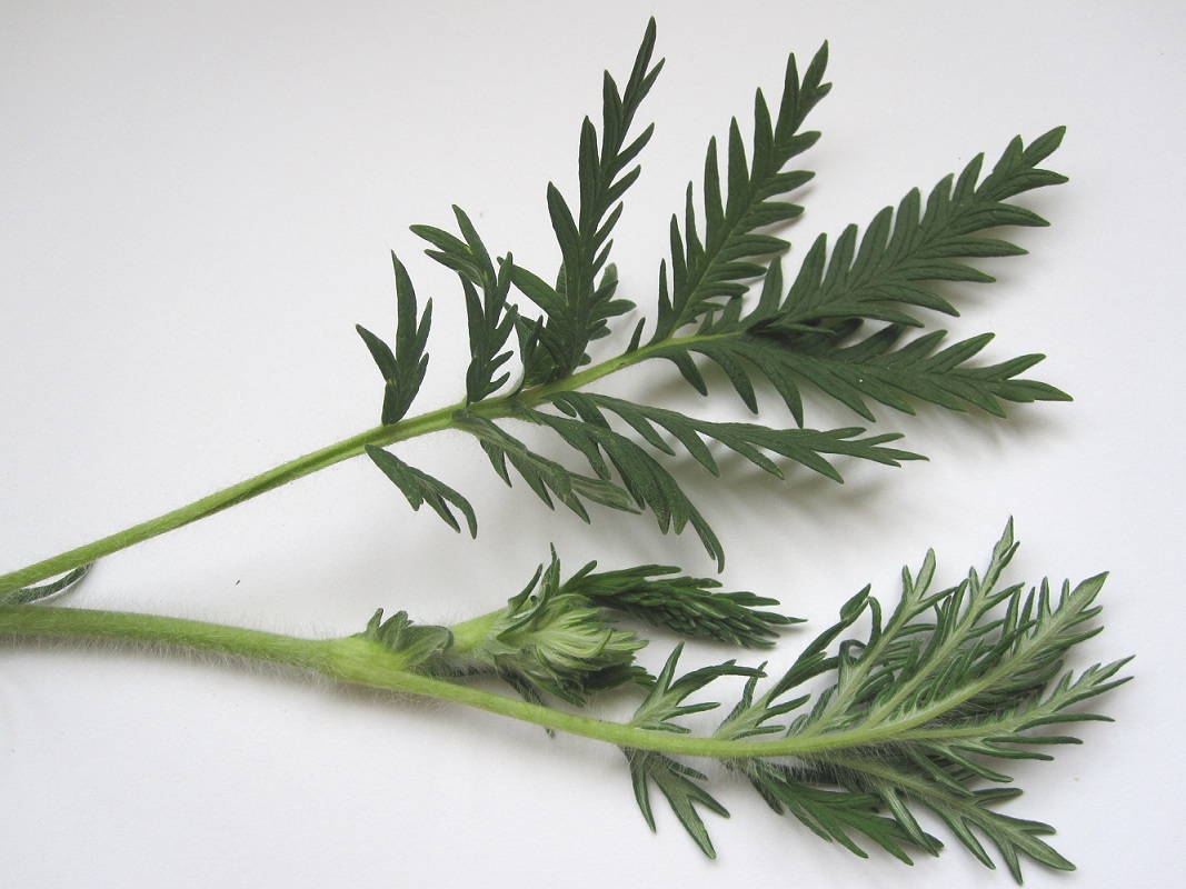 Image of Potentilla conferta specimen.