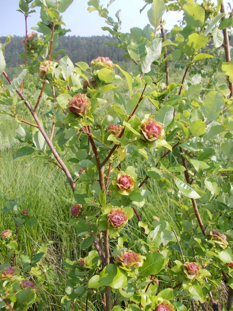 Image of Salix pyrolifolia specimen.