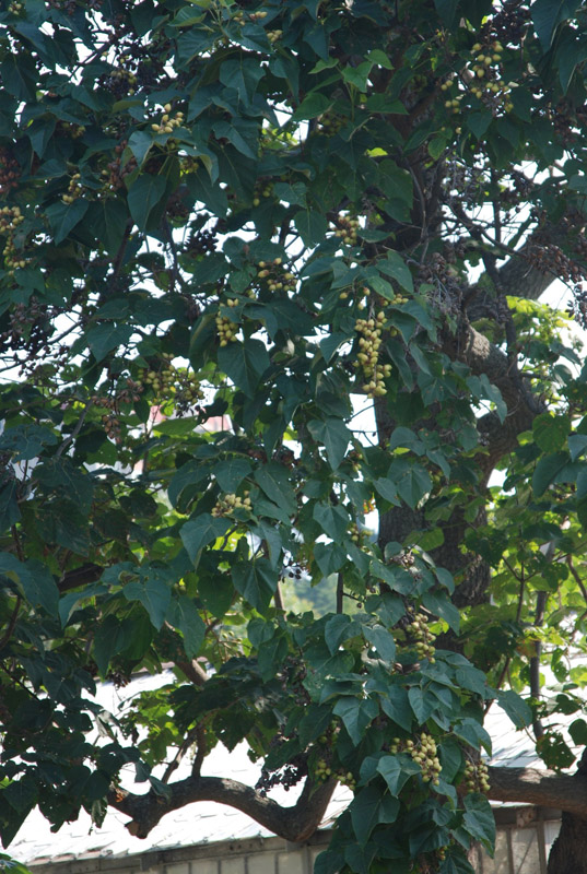 Image of Paulownia tomentosa specimen.