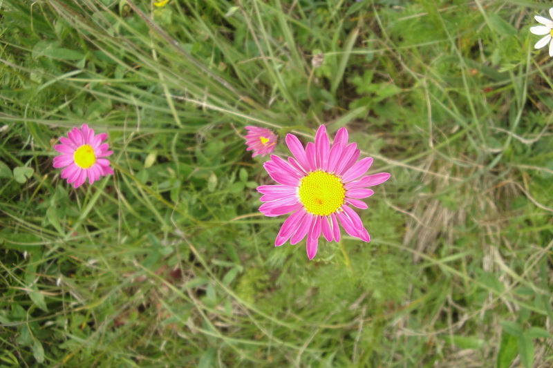 Image of Pyrethrum coccineum specimen.