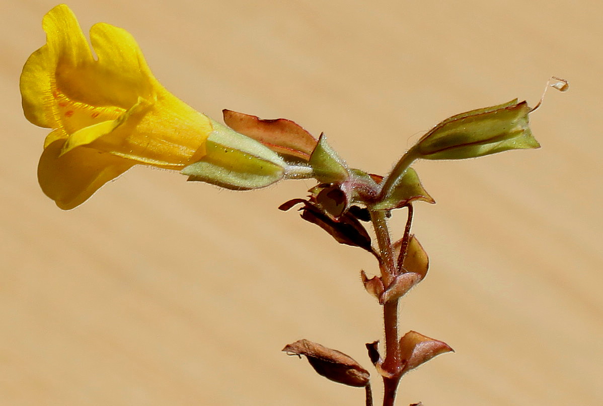 Изображение особи Mimulus guttatus.