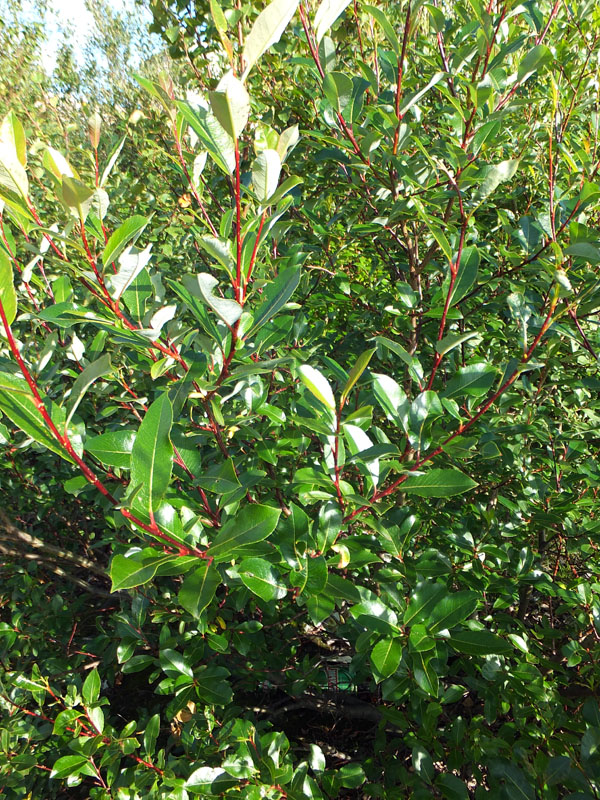 Image of Salix phylicifolia specimen.