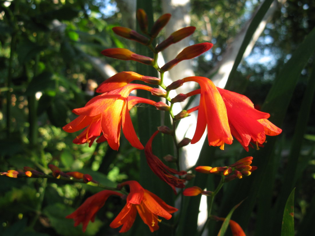 Изображение особи Crocosmia &times; crocosmiiflora.