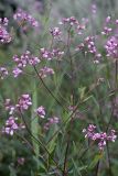 Trachomitum lancifolium. Верхушка цветущего растения. Южный Казахстан, правобережье Сыр-Дарьи выше устья Арыси. 29.05.2012.