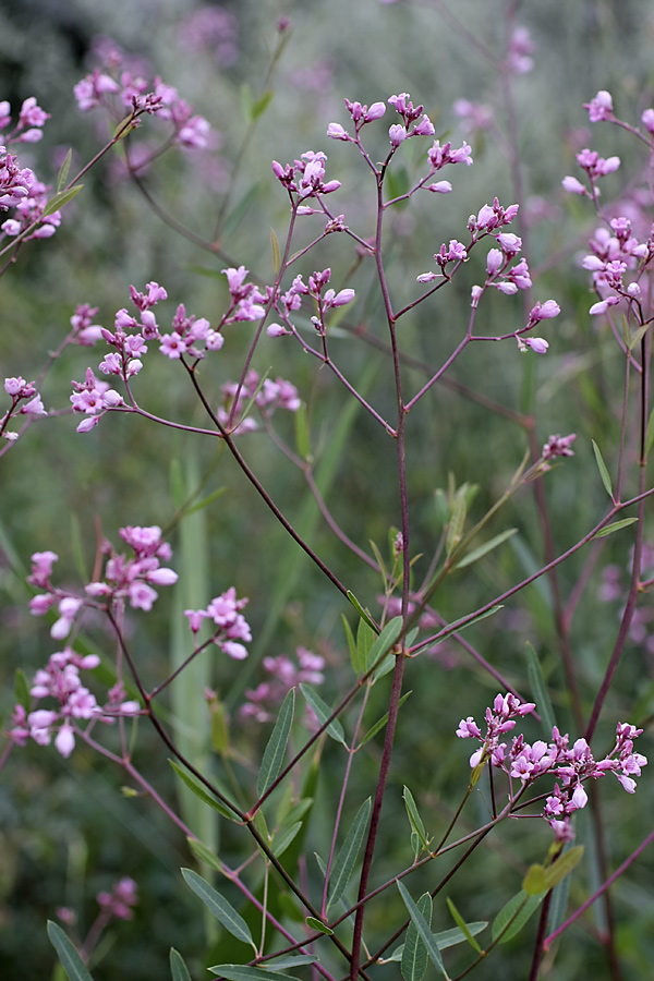 Image of Trachomitum lancifolium specimen.