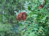 Rhus coriaria. Верхушка ветви с соплодием. Крым, окр. г. Ялта, хр. Иограф, сосновый лес. 8 сентября 2012 г.