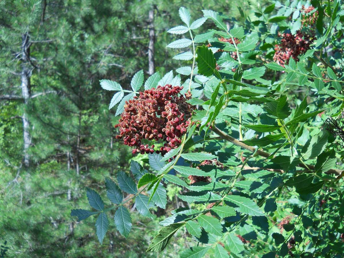 Image of Rhus coriaria specimen.