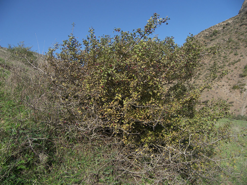 Image of Crataegus caucasica specimen.