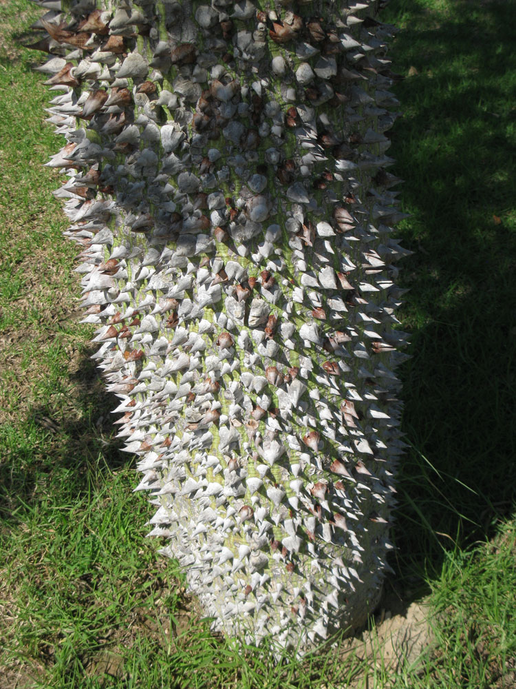 Image of Ceiba insignis specimen.