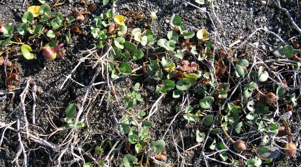 Image of Calystegia soldanella specimen.