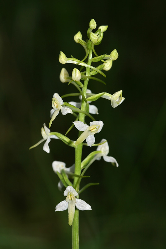 Изображение особи Platanthera bifolia.