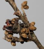 Hamamelis &times; intermedia