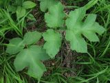 Heracleum sibiricum. Прикорневые листья. Московская обл., Серебрянопрудский р-н, дубрава на коренном берегу р. Полосня. 01.07.2012.