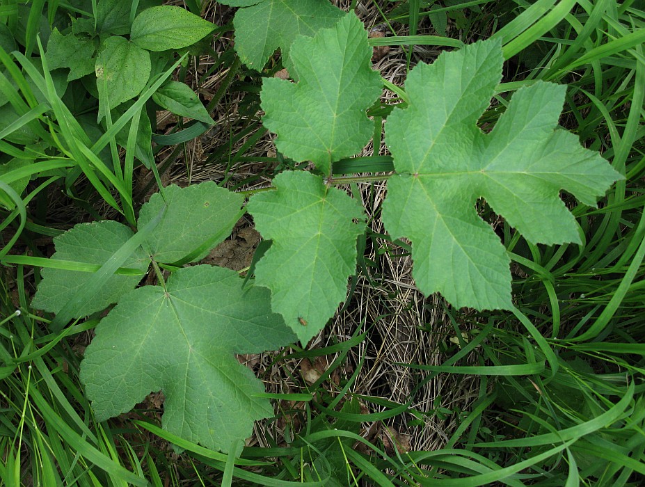 Image of Heracleum sibiricum specimen.