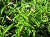 Persicaria &times; intercedens