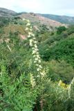 Delphinium semibarbatum