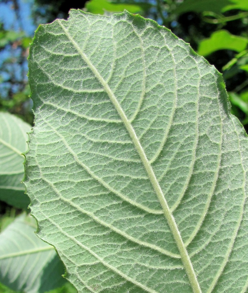 Image of Salix cinerea specimen.