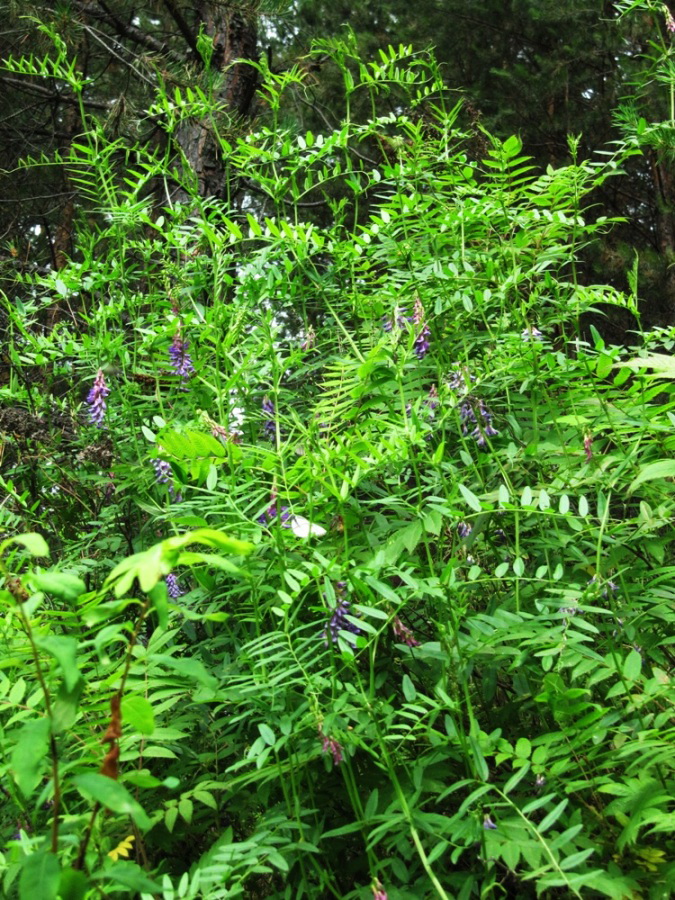 Image of Vicia amoena specimen.