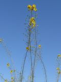 Helianthus salicifolius