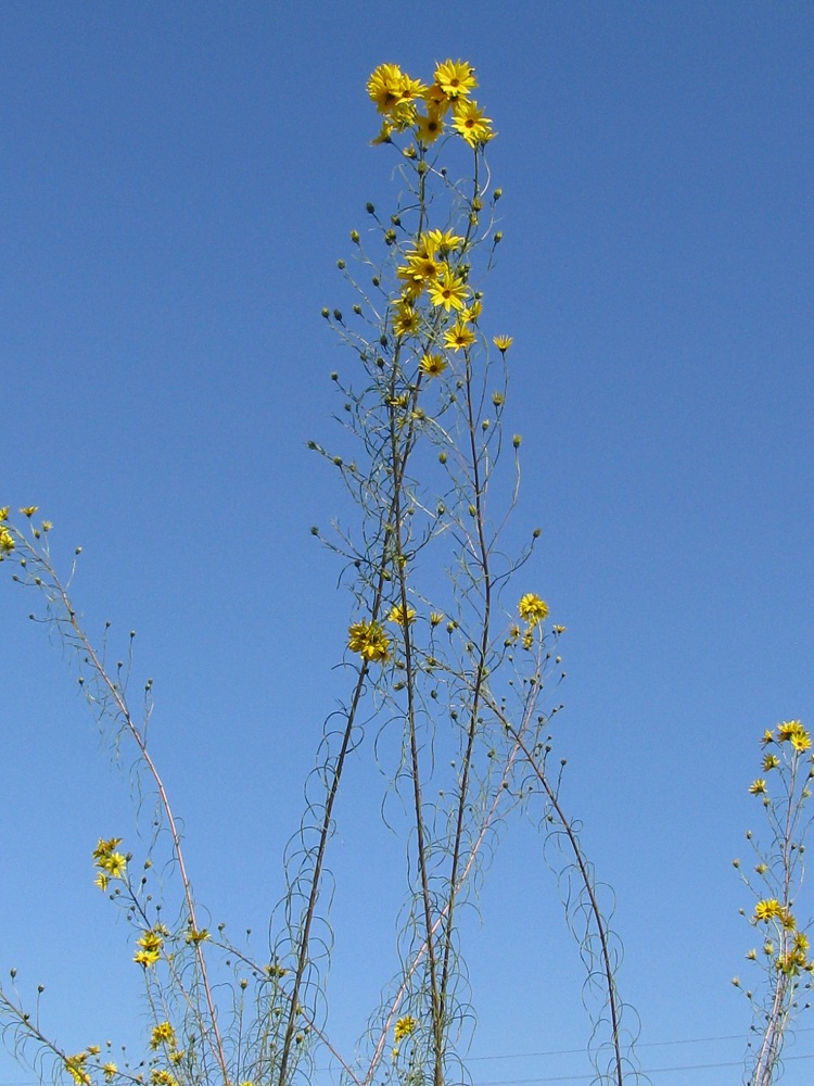 Изображение особи Helianthus salicifolius.