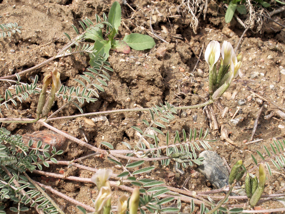 Изображение особи Astragalus ortholobiformis.