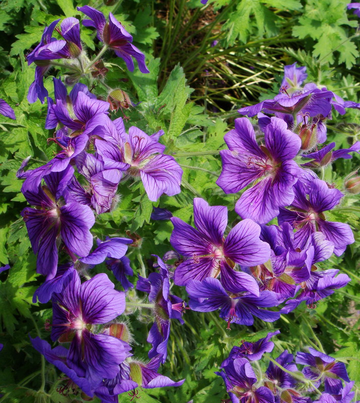 Изображение особи Geranium &times; magnificum.