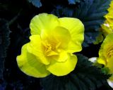 Begonia &times; tuberhybrida