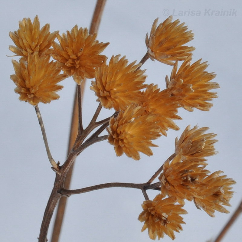 Image of genus Achillea specimen.