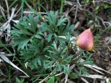 Anemone petiolulosa