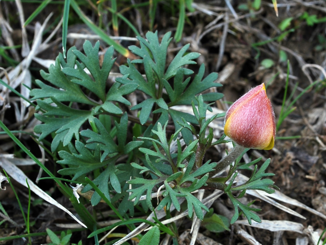 Изображение особи Anemone petiolulosa.