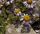 Waldheimia tridactylites