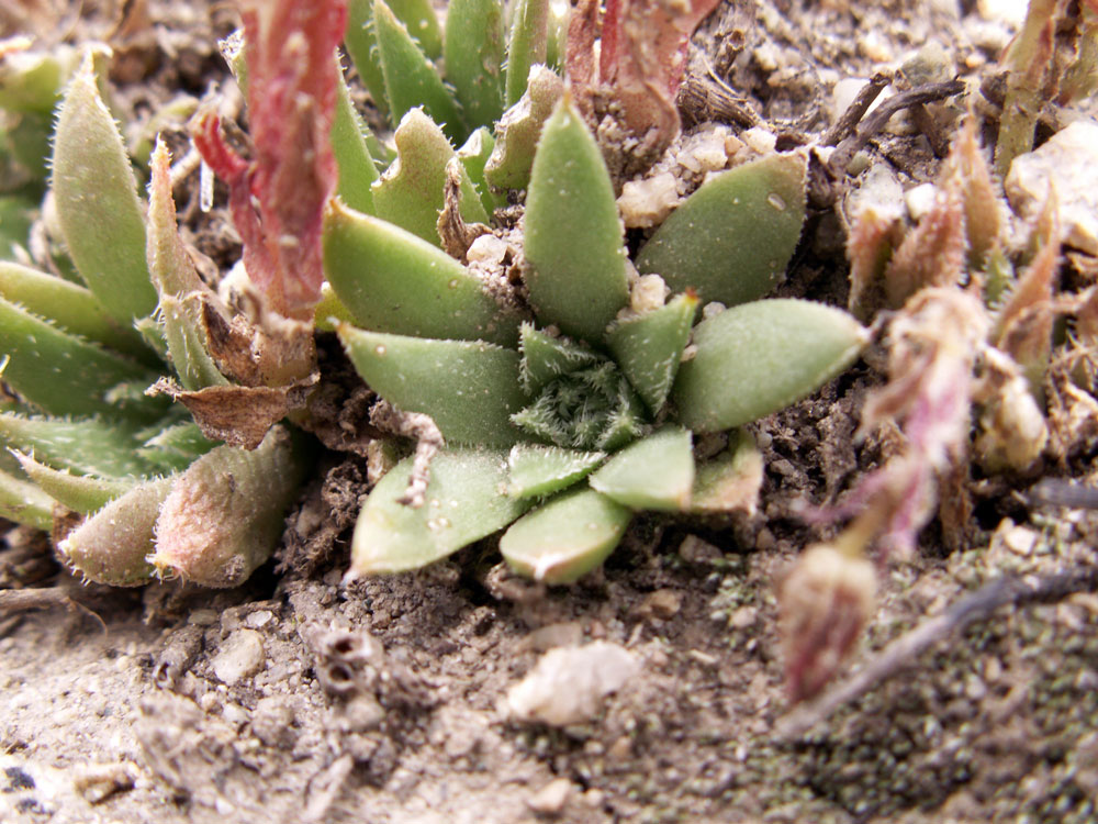 Image of Rosularia alpestris specimen.